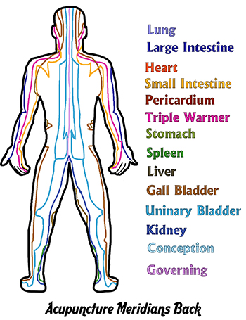 Acupuncture Meridians Back View