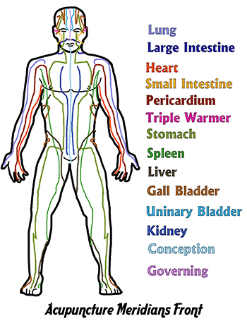 Acupuncture Meridians Front View