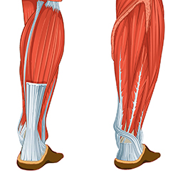 Anatomy Spirals Anatomy Spirals