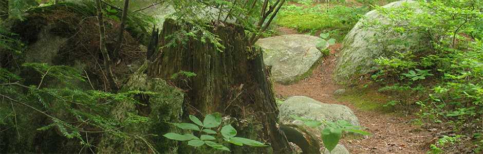 The shapes that make up nature guide Taijiquan