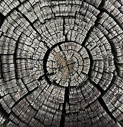 Tree Spirals Tree Rings