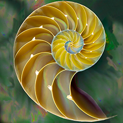 Shell Spiral