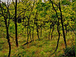Relaxation Relaxation in Nature